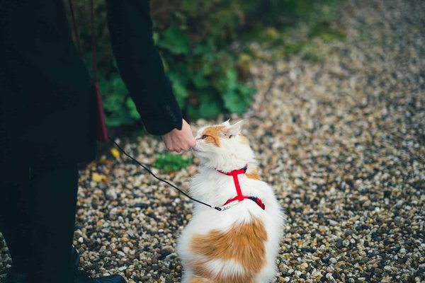 Harness training for cats: a step-by-step guide