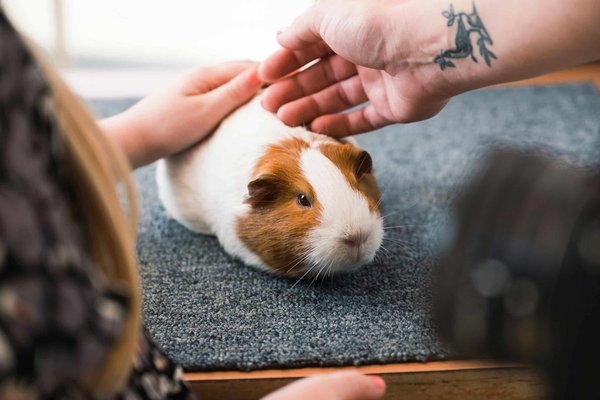 Understanding your guinea pig's vocalizations