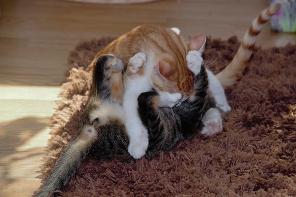 How to Deal with Jealousy or Competition Among Pets in the Same Household?