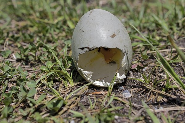 What Are the Best Strategies for Pet Waste Management and Environmental Sustainability?